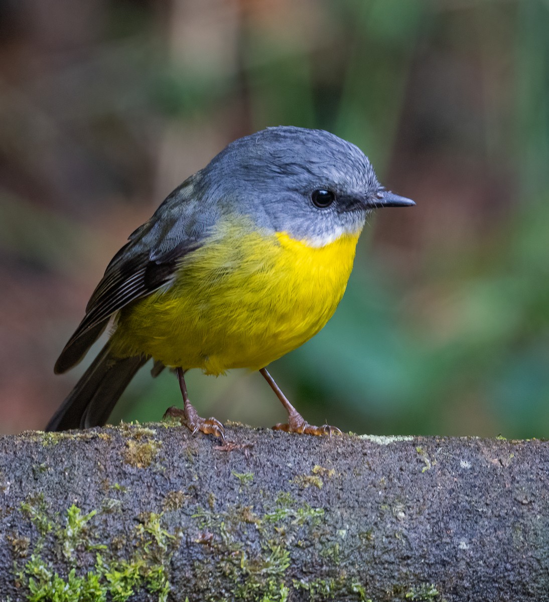 Eastern Yellow Robin - Roy Burgess