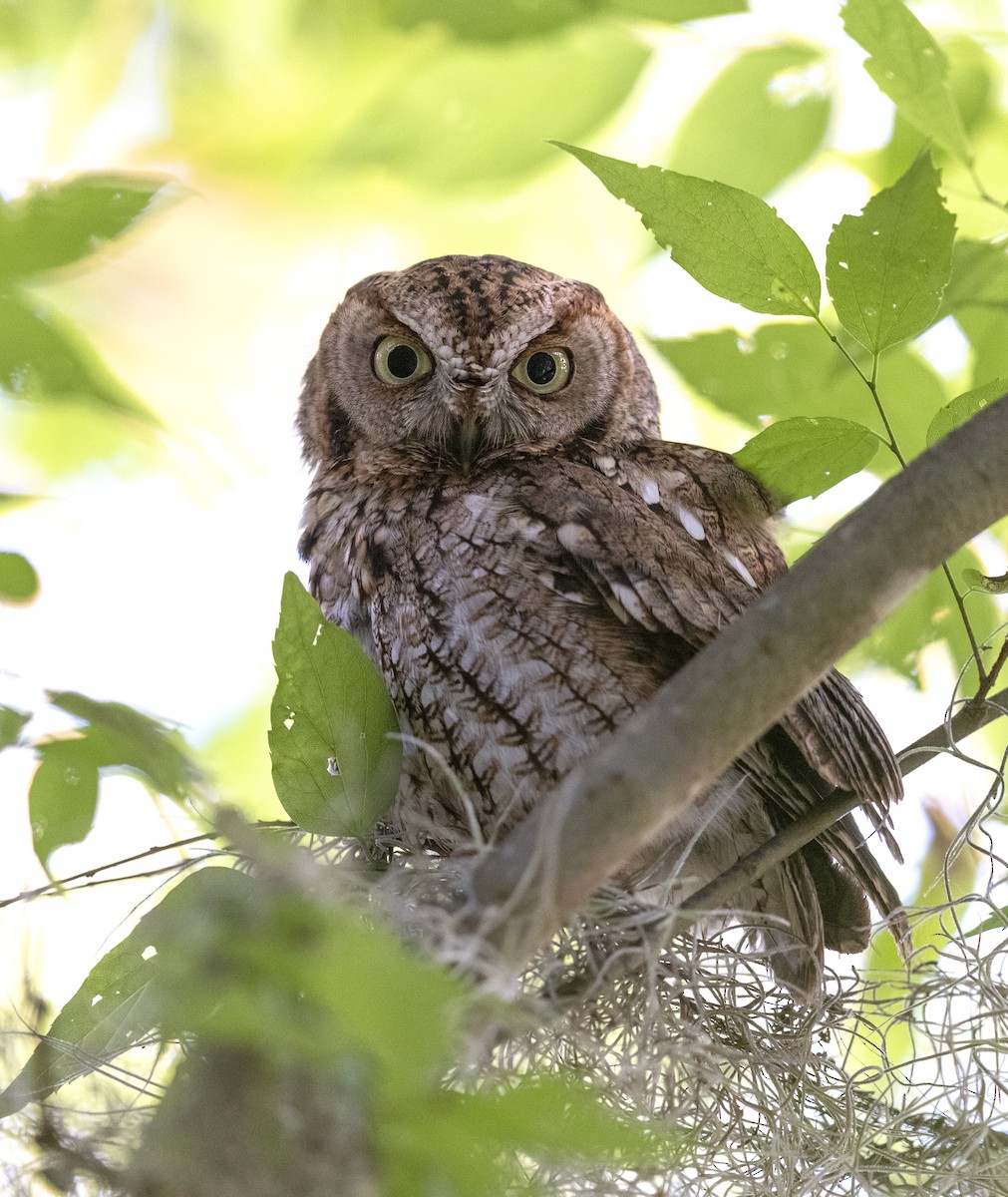 Eastern Screech-Owl - John Dickson