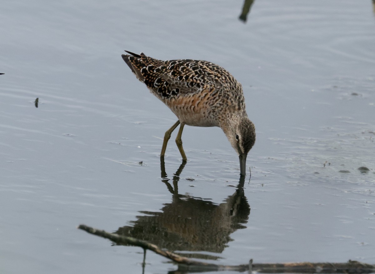 Long-billed Dowitcher - ML617697988