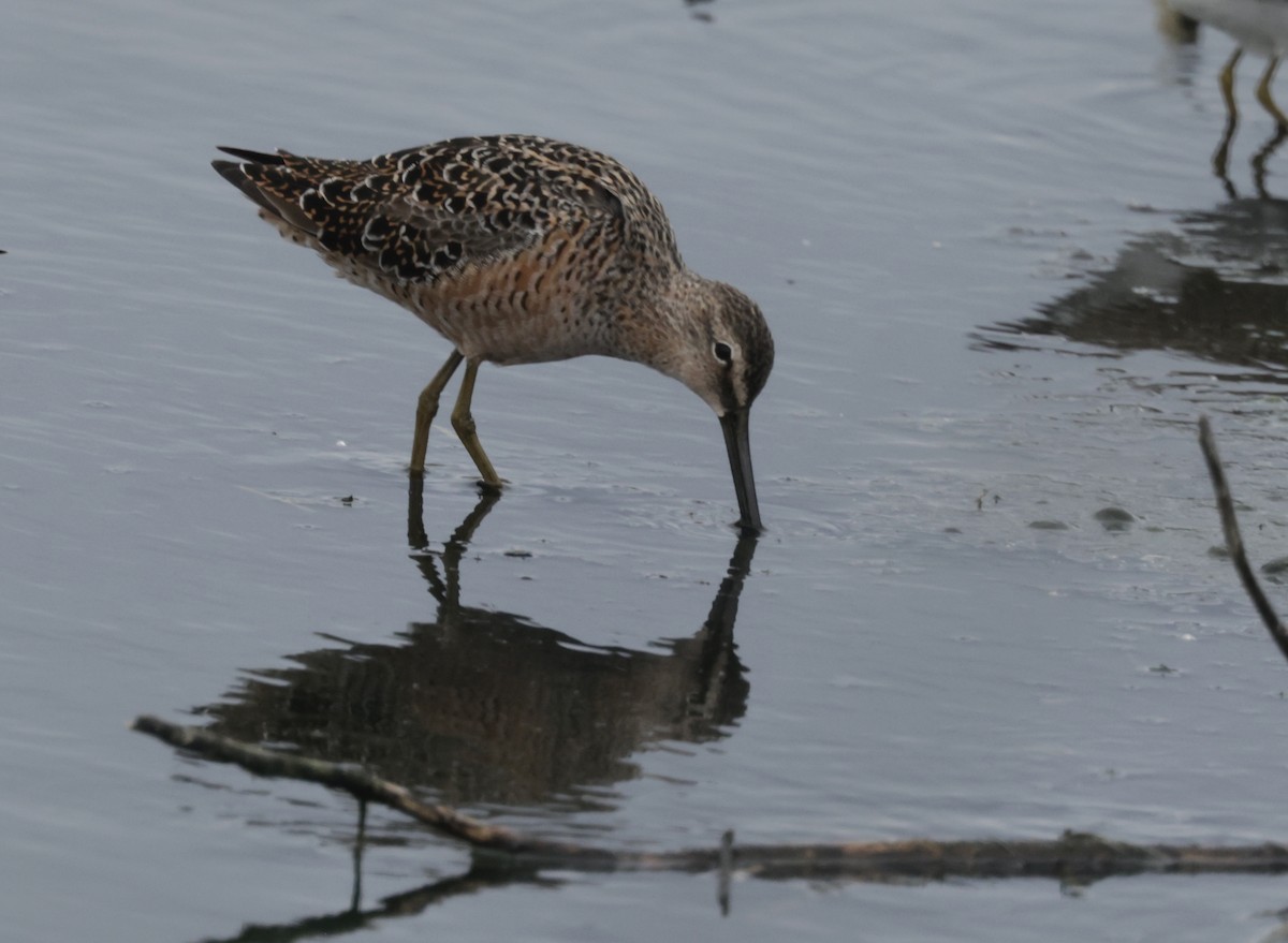 Long-billed Dowitcher - ML617698008