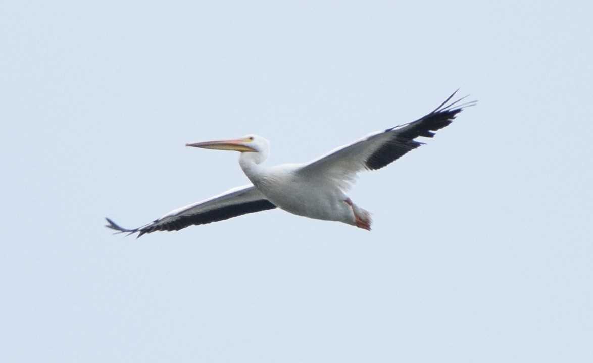 American White Pelican - Richard Buist