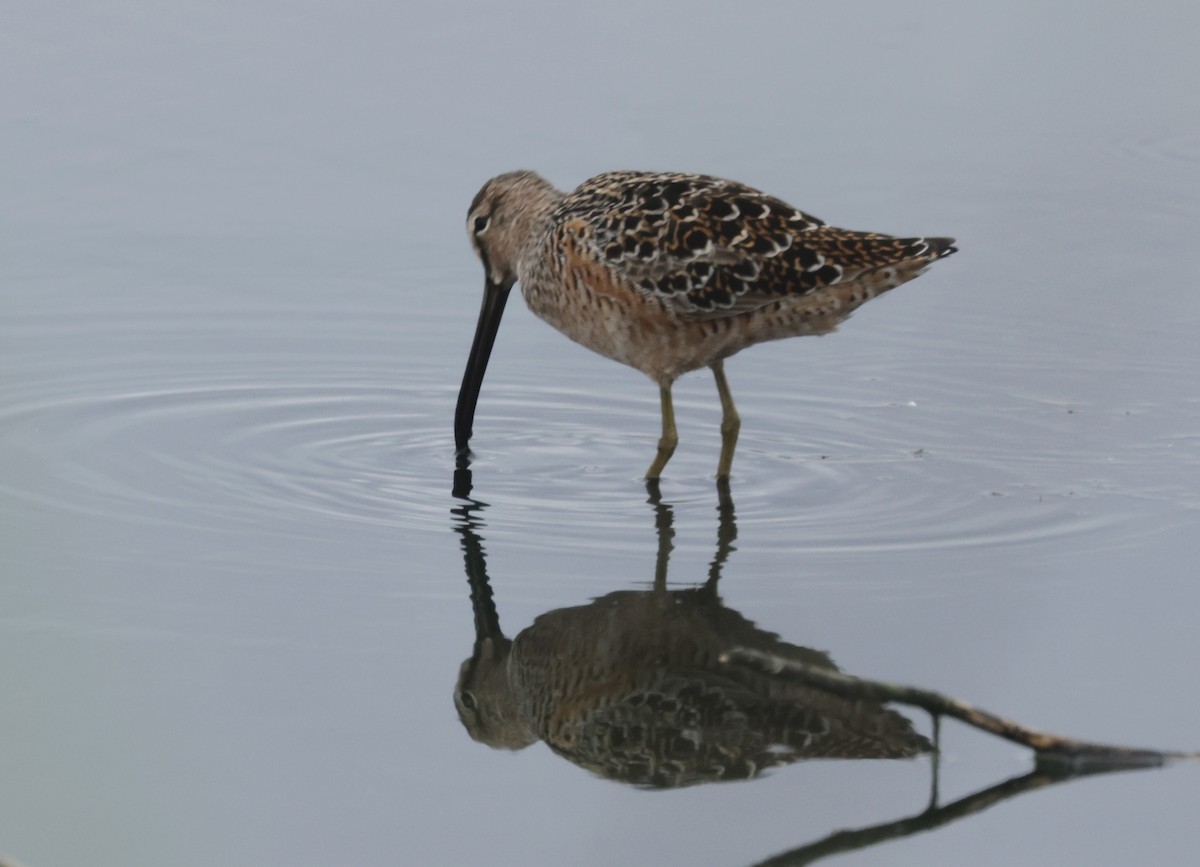 Long-billed Dowitcher - ML617698016