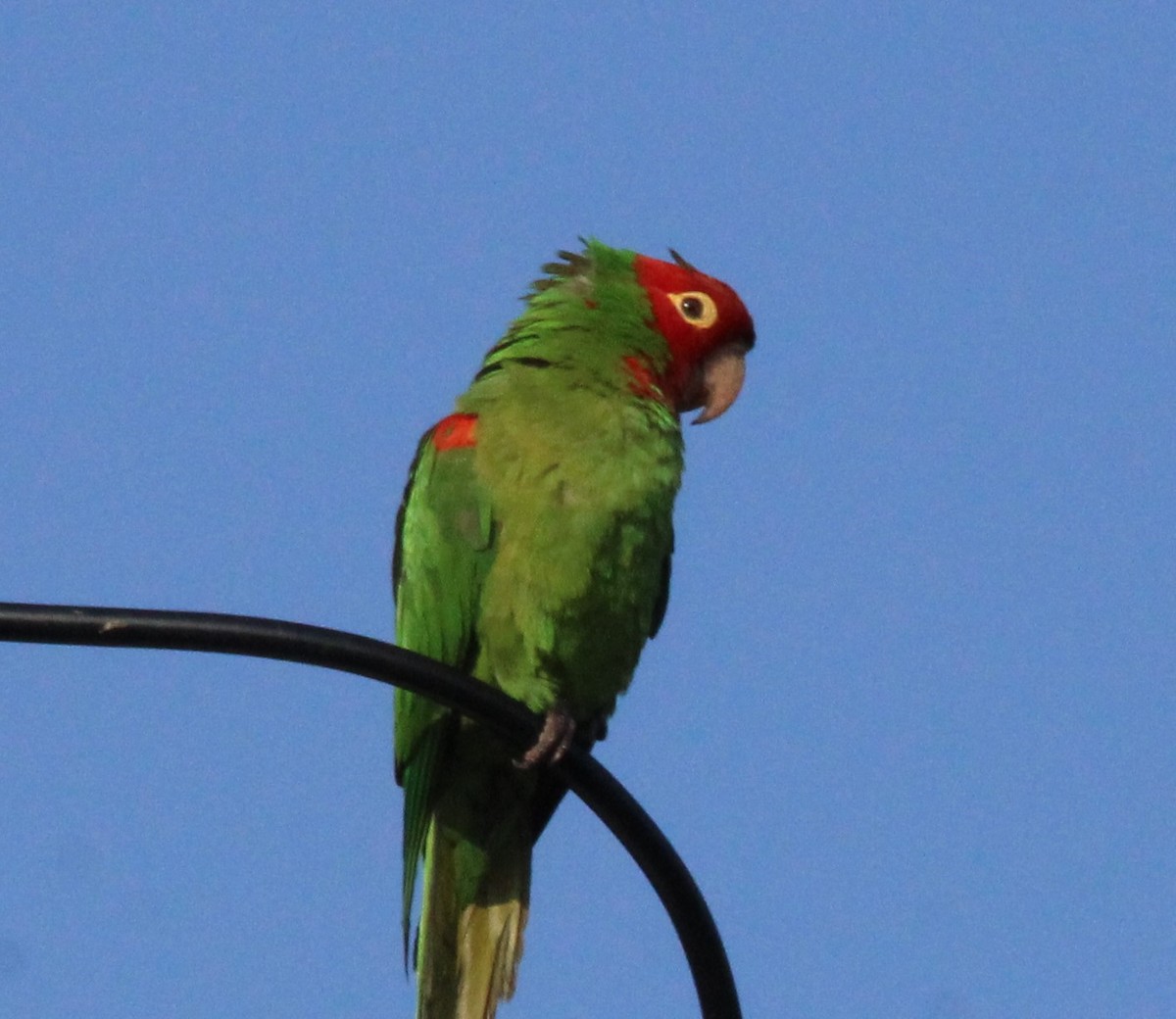 Red-masked Parakeet - ML617698043