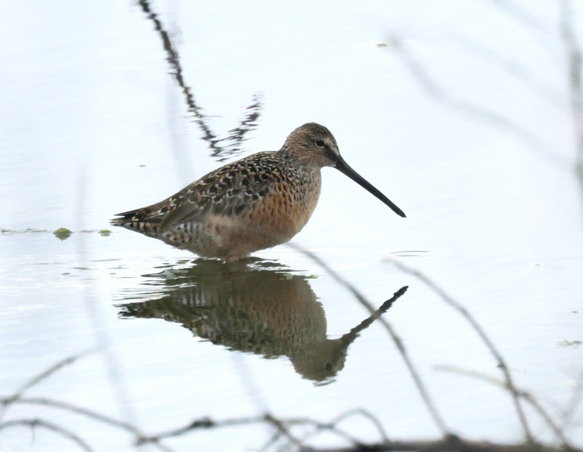 Long-billed Dowitcher - ML617698071