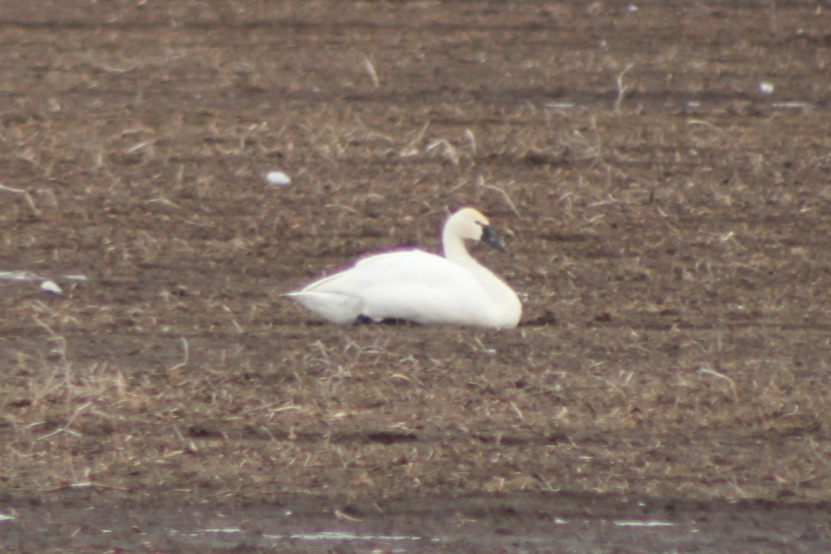 Tundra Swan (Whistling) - ML617698132