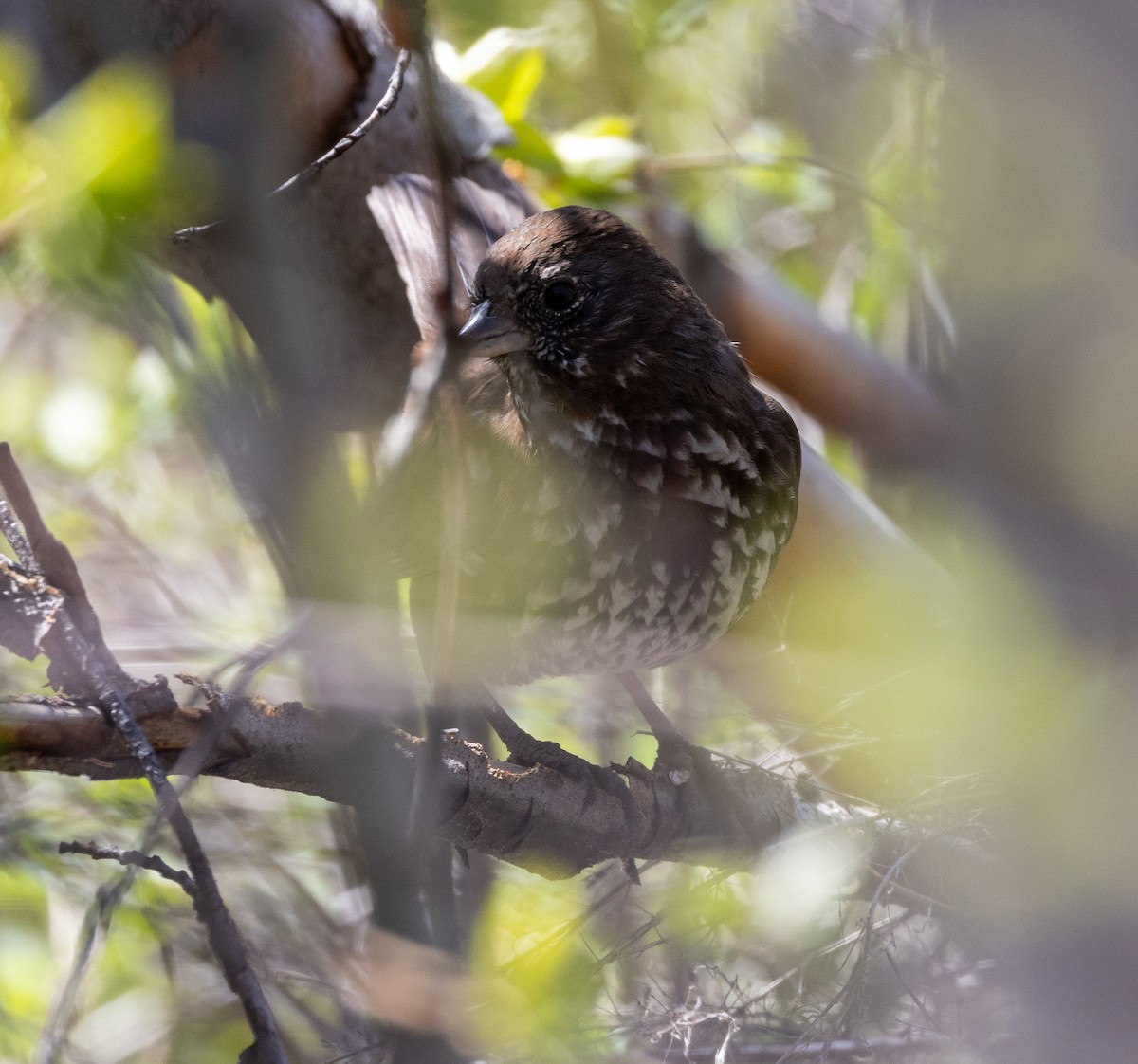 Fox Sparrow (Sooty) - ML617698196