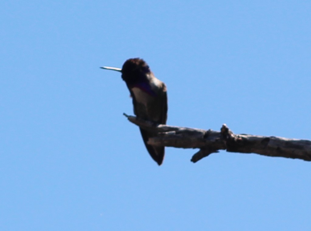 Costa's Hummingbird - ML617698237