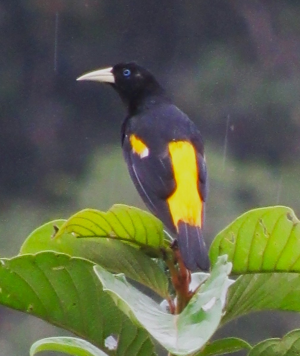 Yellow-rumped Cacique - Julie  Michael