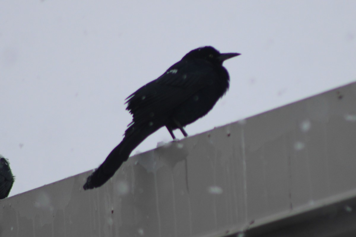 Great-tailed Grackle - ML617698399
