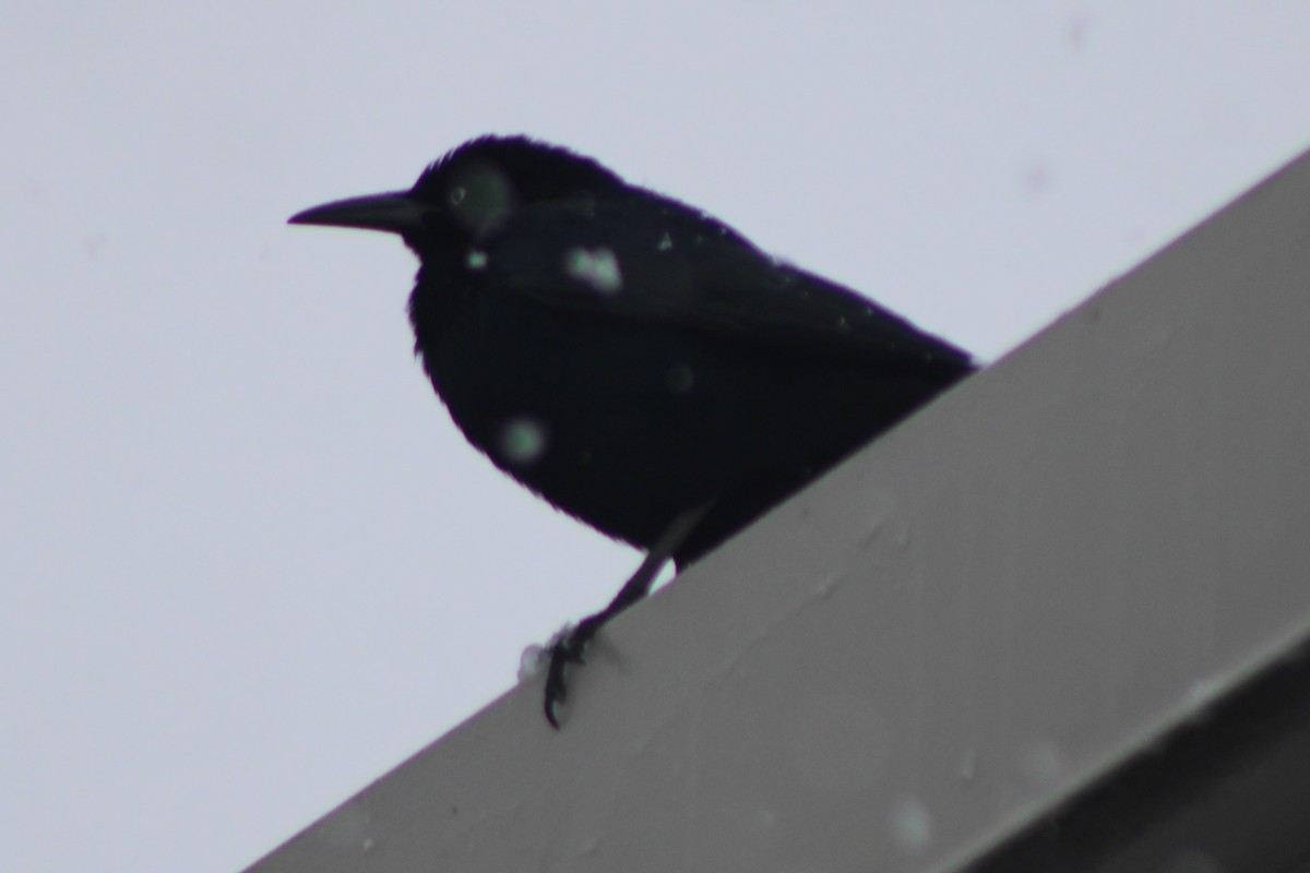 Great-tailed Grackle - ML617698401