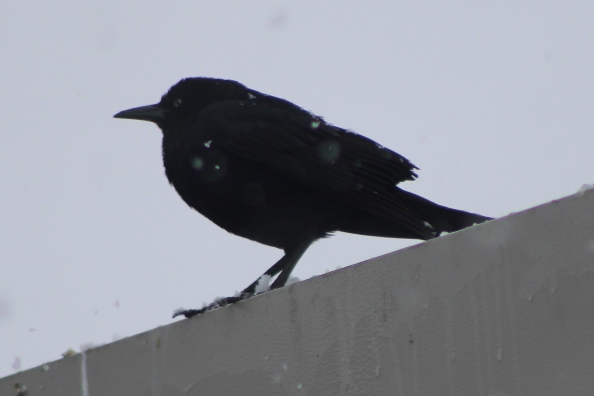 Great-tailed Grackle - ML617698402
