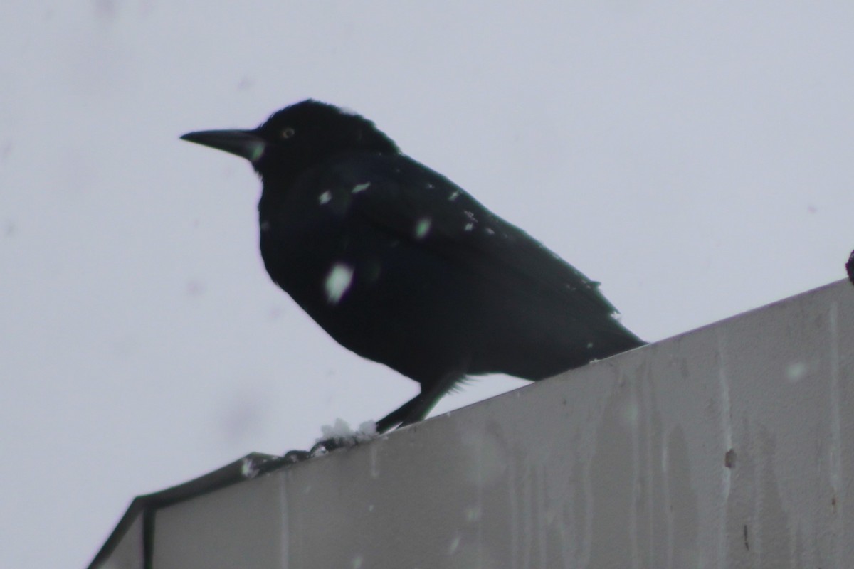 Great-tailed Grackle - ML617698406