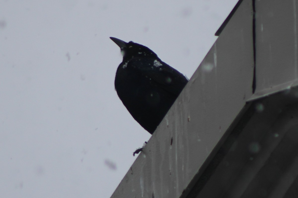 Great-tailed Grackle - ML617698407