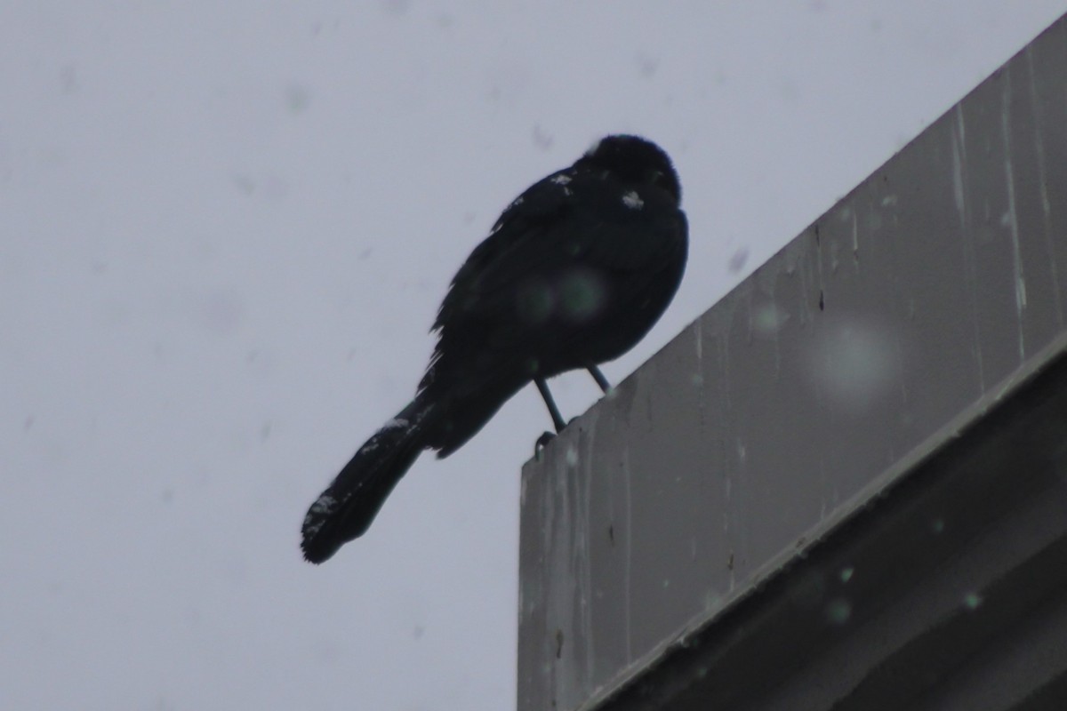 Great-tailed Grackle - ML617698408