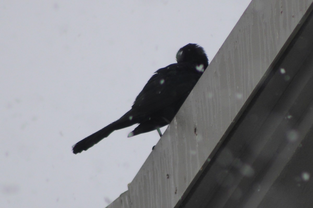 Great-tailed Grackle - ML617698409