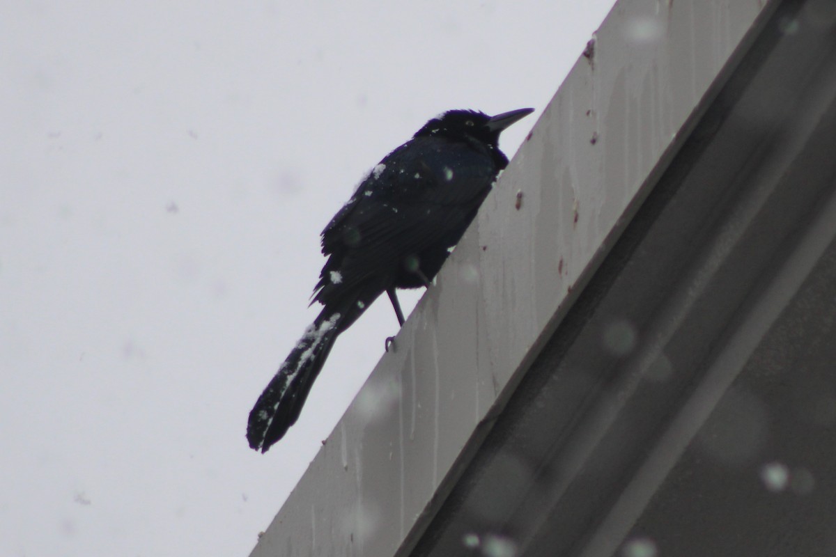 Great-tailed Grackle - ML617698410