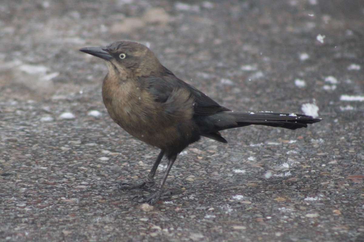 Great-tailed Grackle - ML617698412