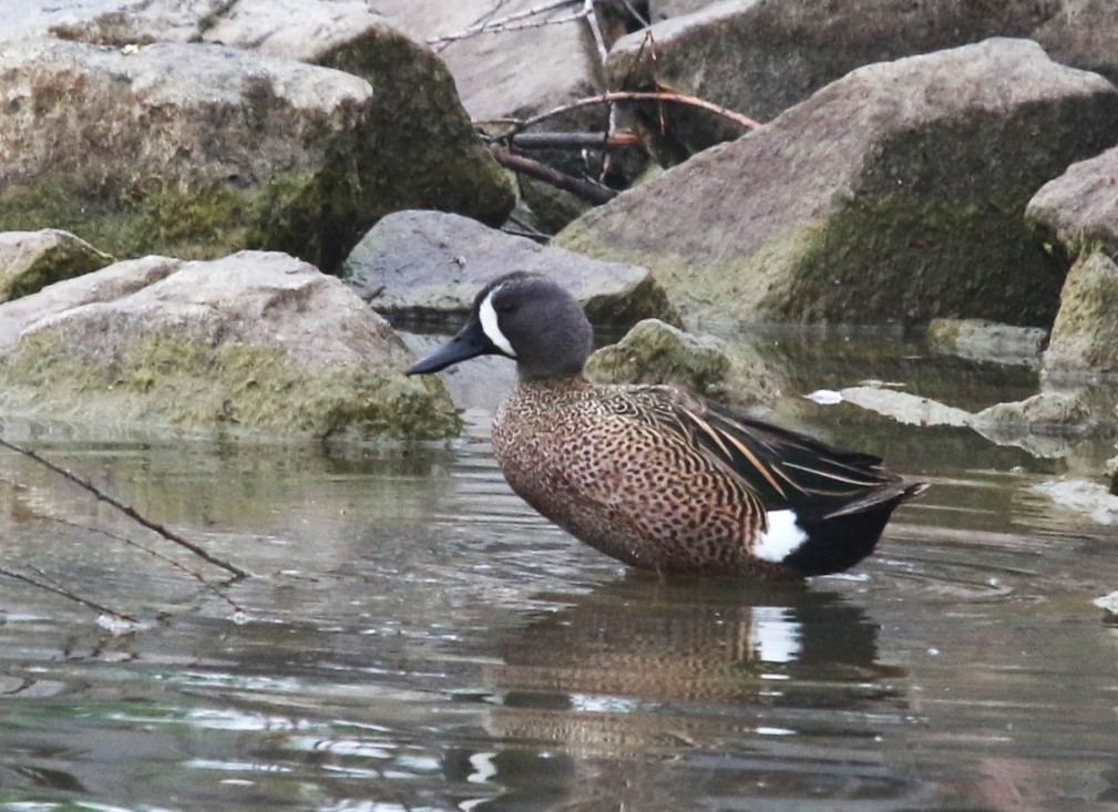 Blue-winged Teal - ML617698443