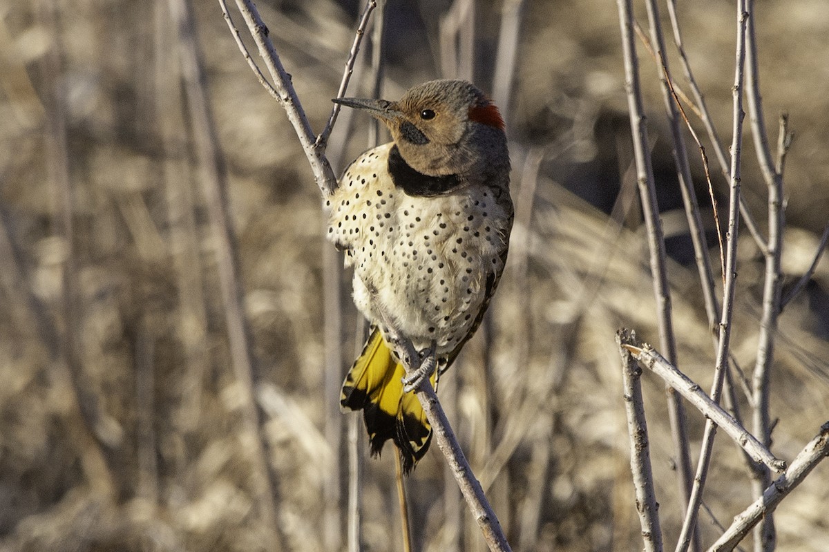 Northern Flicker (Yellow-shafted) - ML617698466