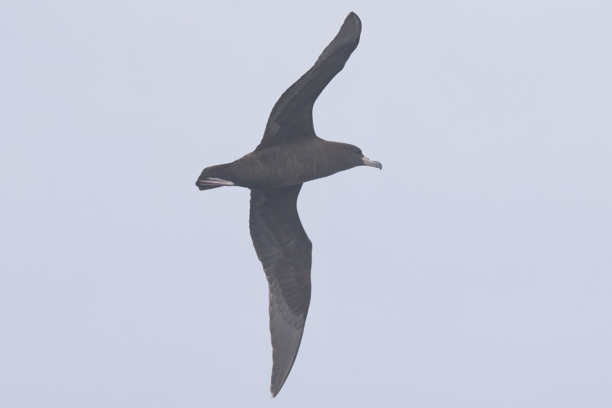 Flesh-footed Shearwater - Patrick Reed