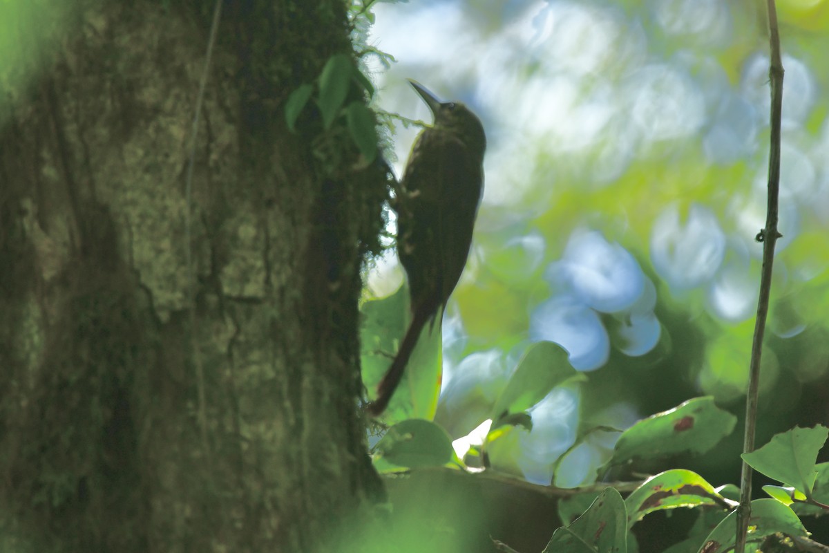 Spotted Woodcreeper - ML617698476