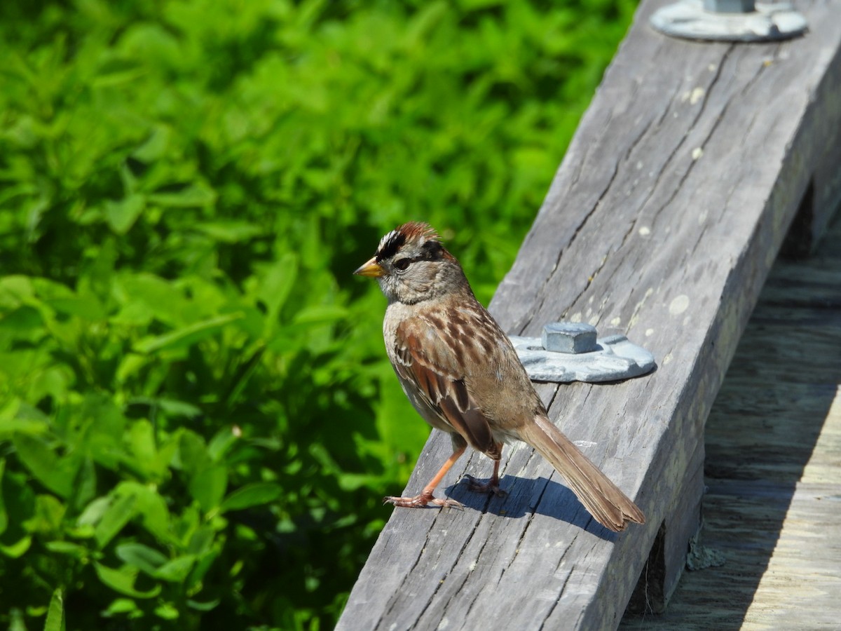 White-crowned Sparrow - ML617698478