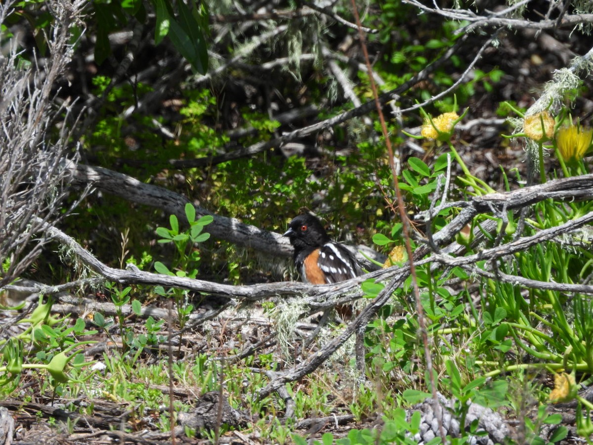 Spotted Towhee - ML617698493