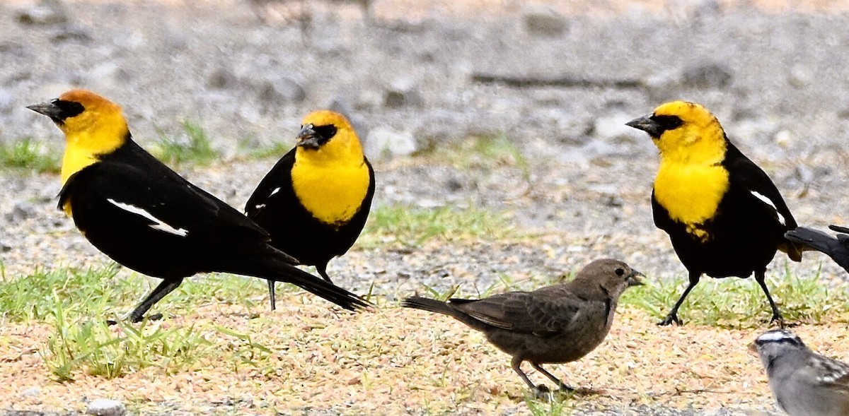 Yellow-headed Blackbird - Jason C. Martin