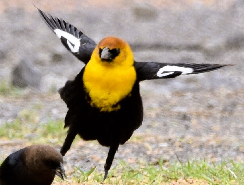 Yellow-headed Blackbird - ML617698533