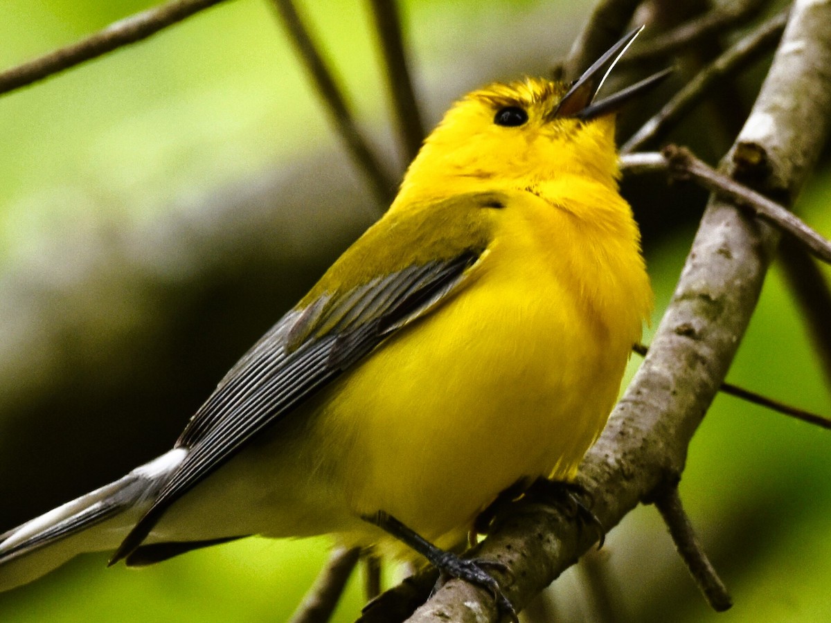 Prothonotary Warbler - ML617698563