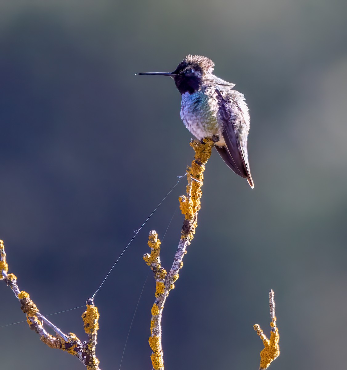 Anna's Hummingbird - william driskell