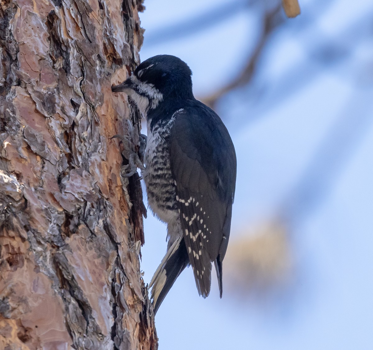 Black-backed Woodpecker - ML617698589