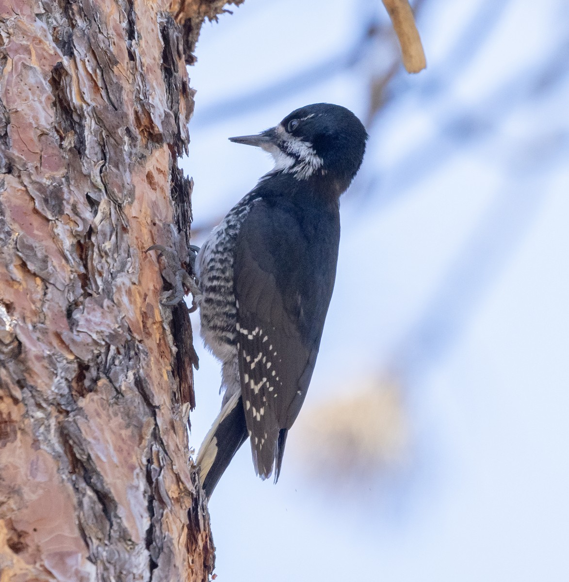 Black-backed Woodpecker - ML617698591