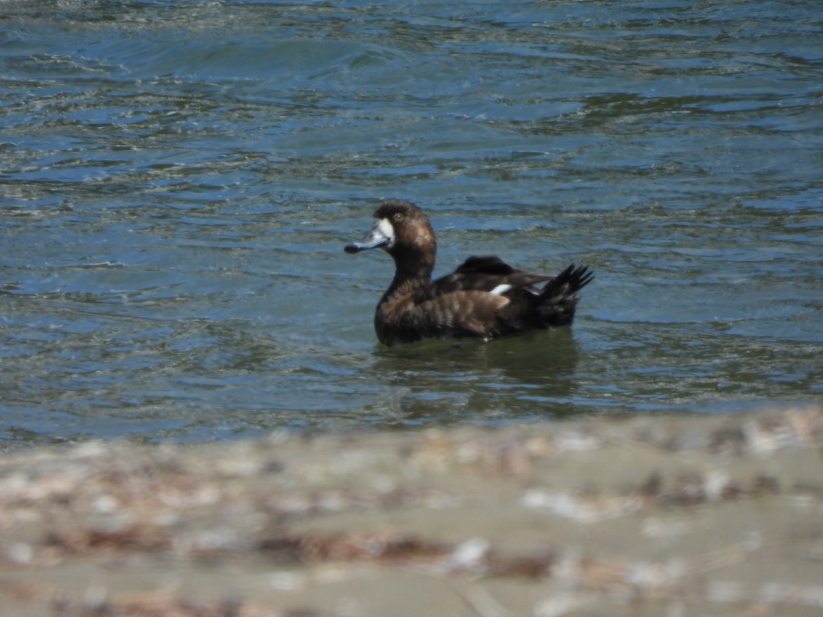 Greater Scaup - ML617698608