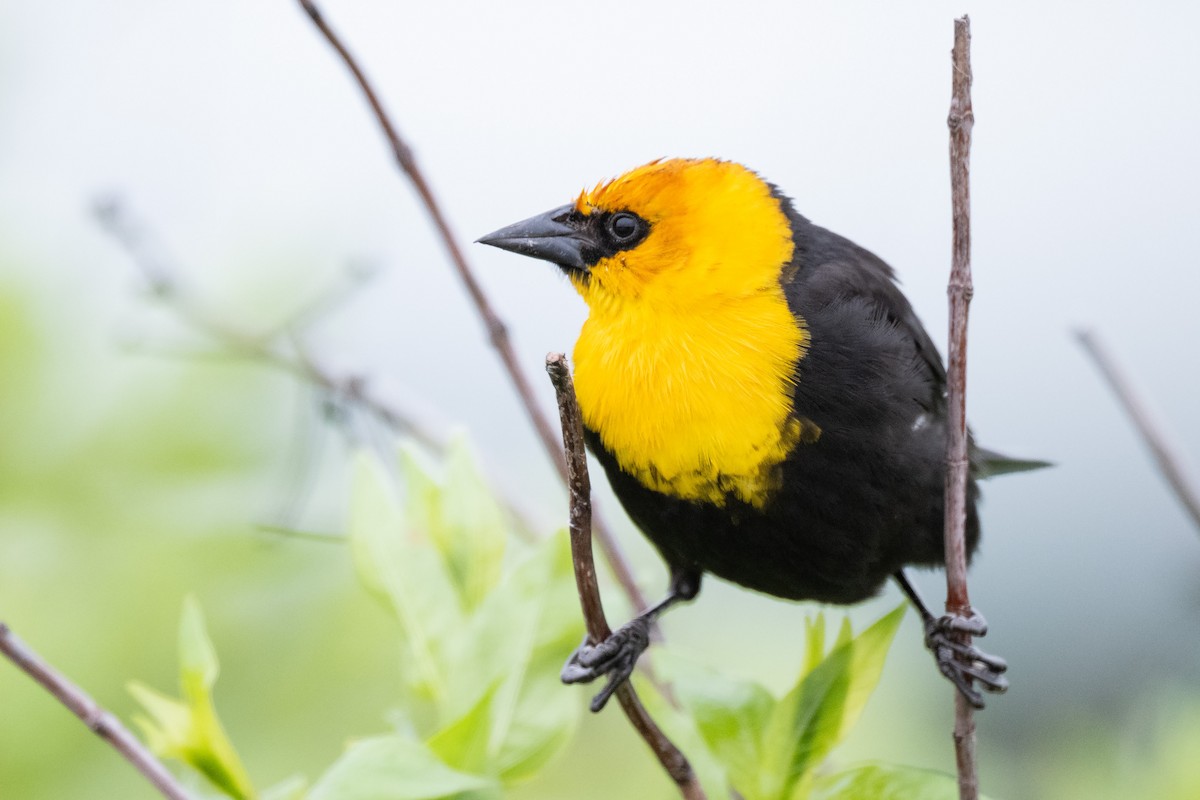 Yellow-headed Blackbird - Mike Cameron