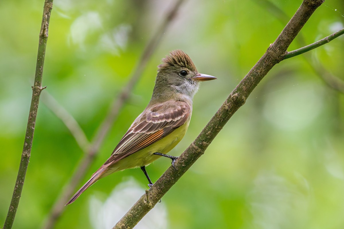 Great Crested Flycatcher - ML617698677