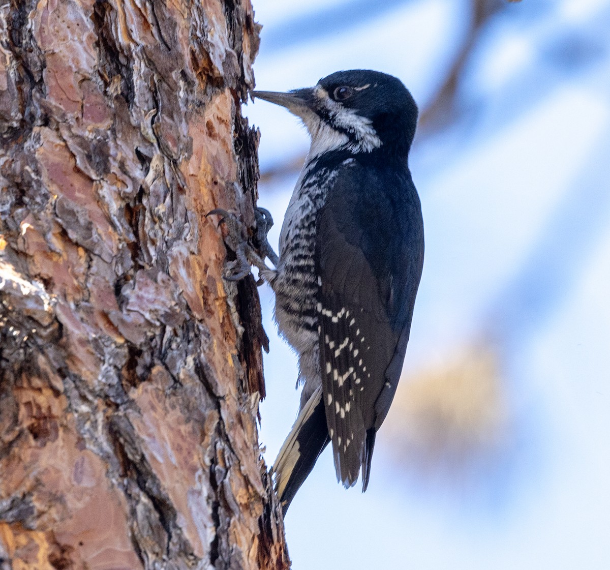Black-backed Woodpecker - ML617698680