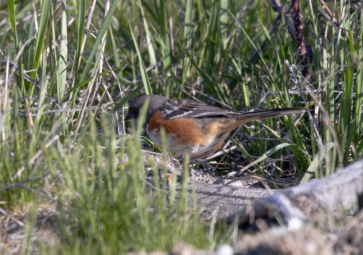 Spotted Towhee - ML617698781