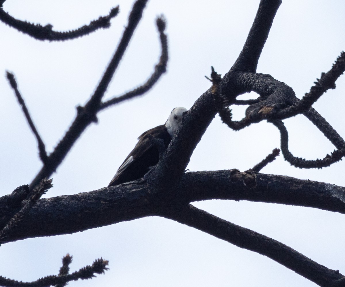 White-headed Woodpecker - ML617698811