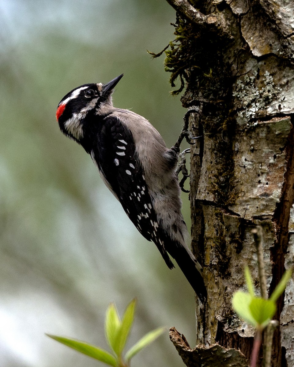 Downy Woodpecker - ML617698822