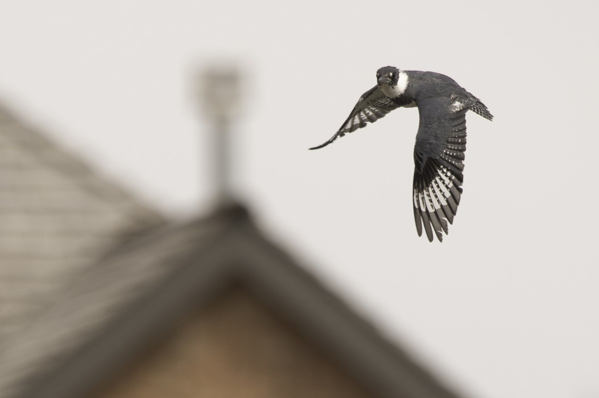 Belted Kingfisher - ML617698888