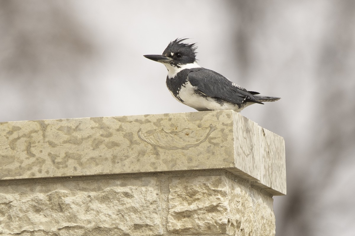 Belted Kingfisher - ML617698889