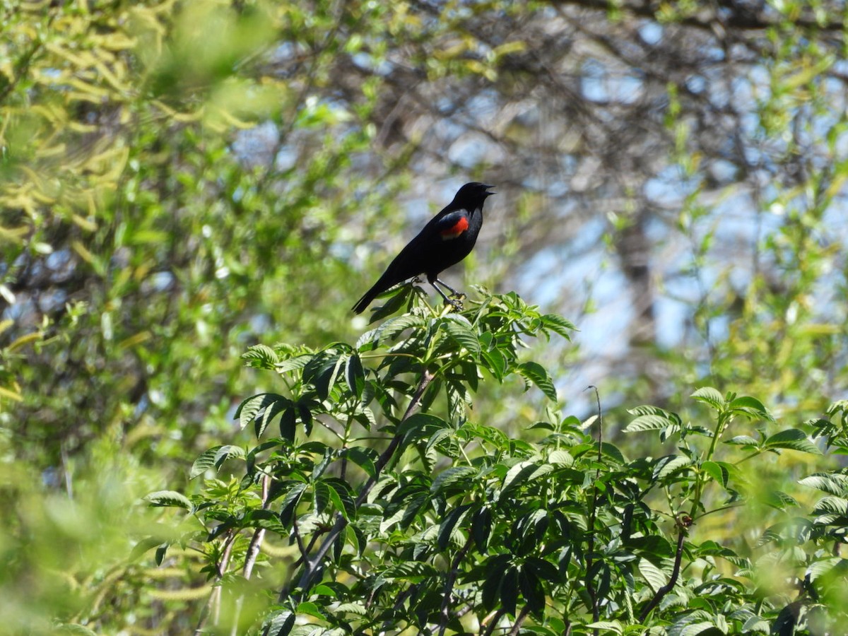 Red-winged Blackbird - ML617698937