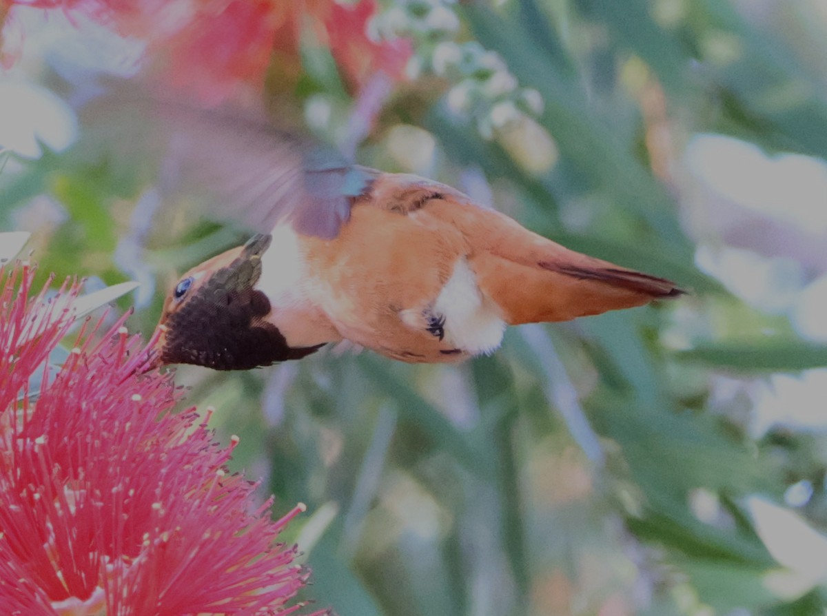 Rufous/Allen's Hummingbird - ML617699024