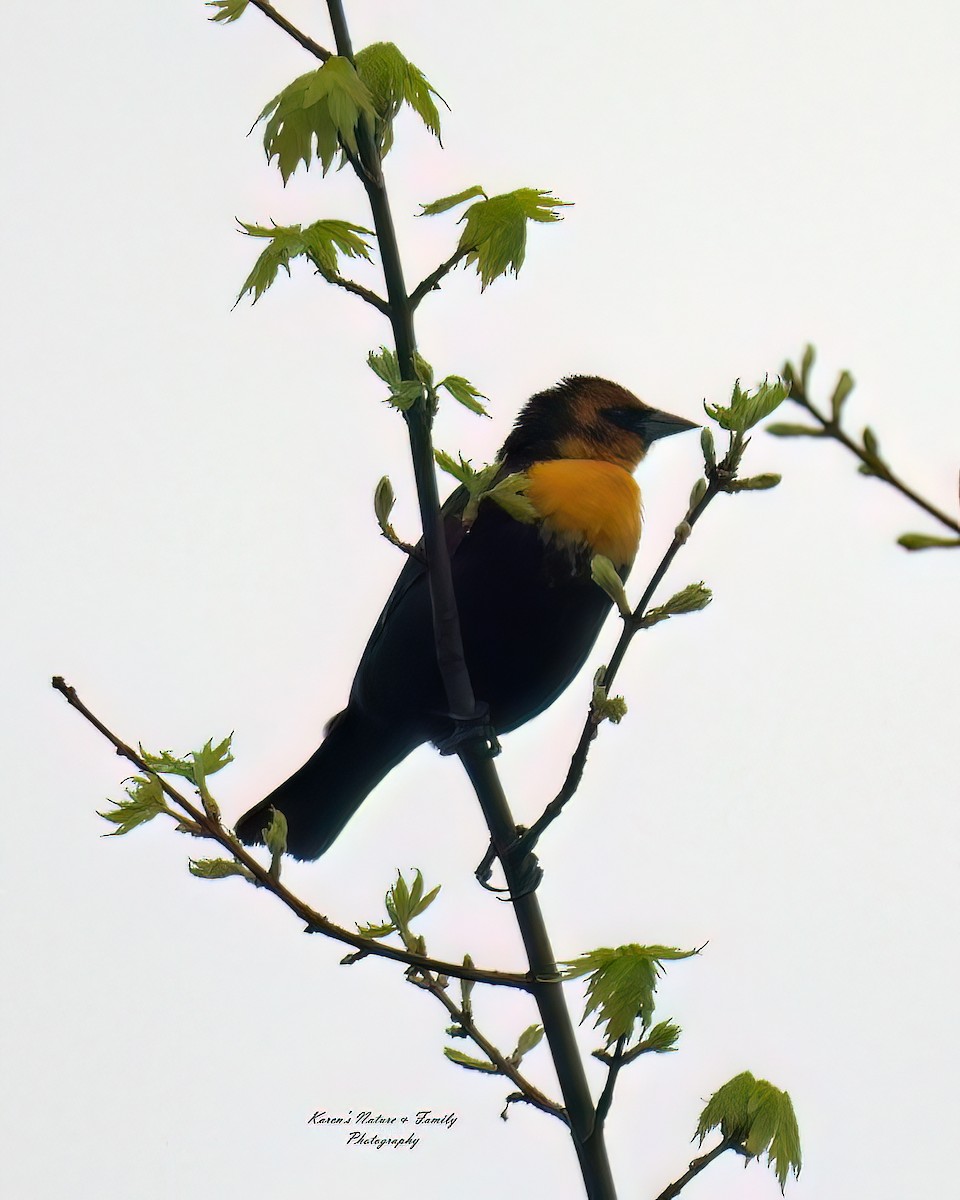 Yellow-headed Blackbird - Karen VanDyk