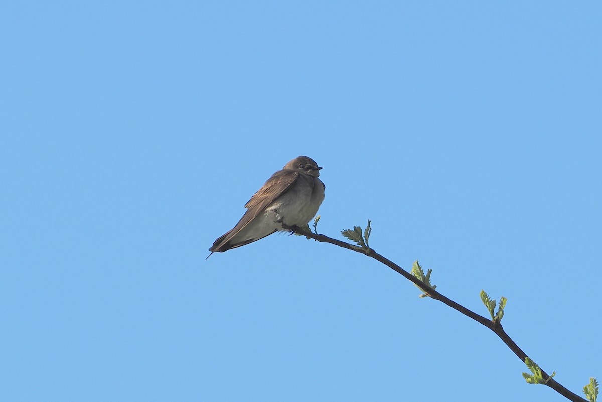 Northern Rough-winged Swallow - ML617699085
