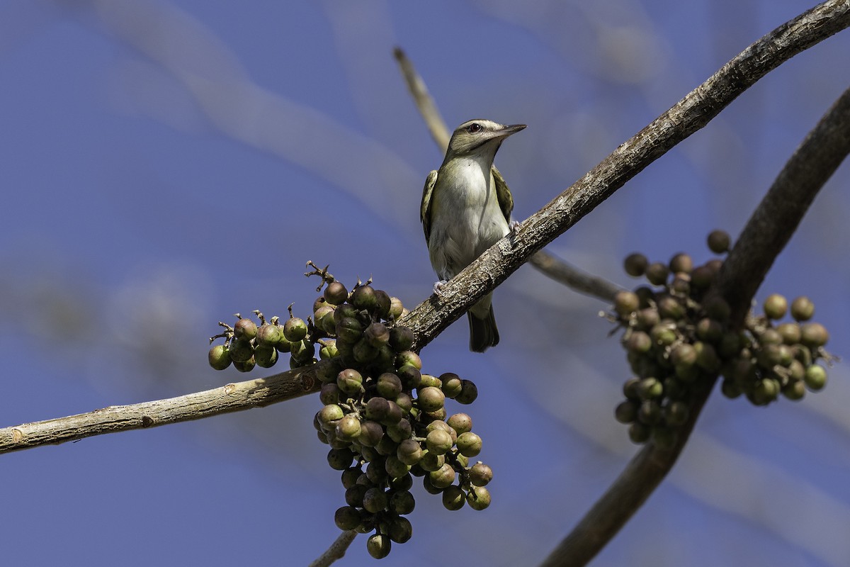 Black-whiskered Vireo - Luis Guillermo