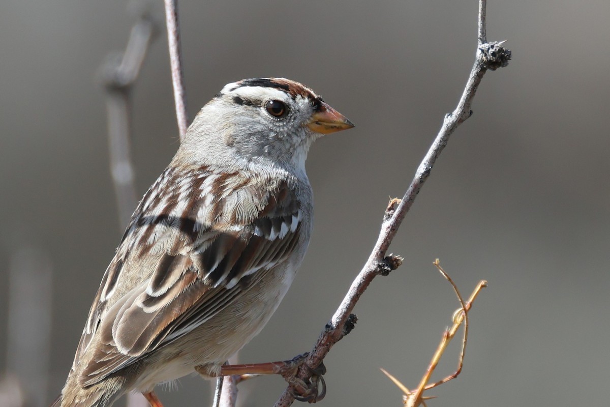 White-crowned Sparrow (Gambel's) - ML617699211