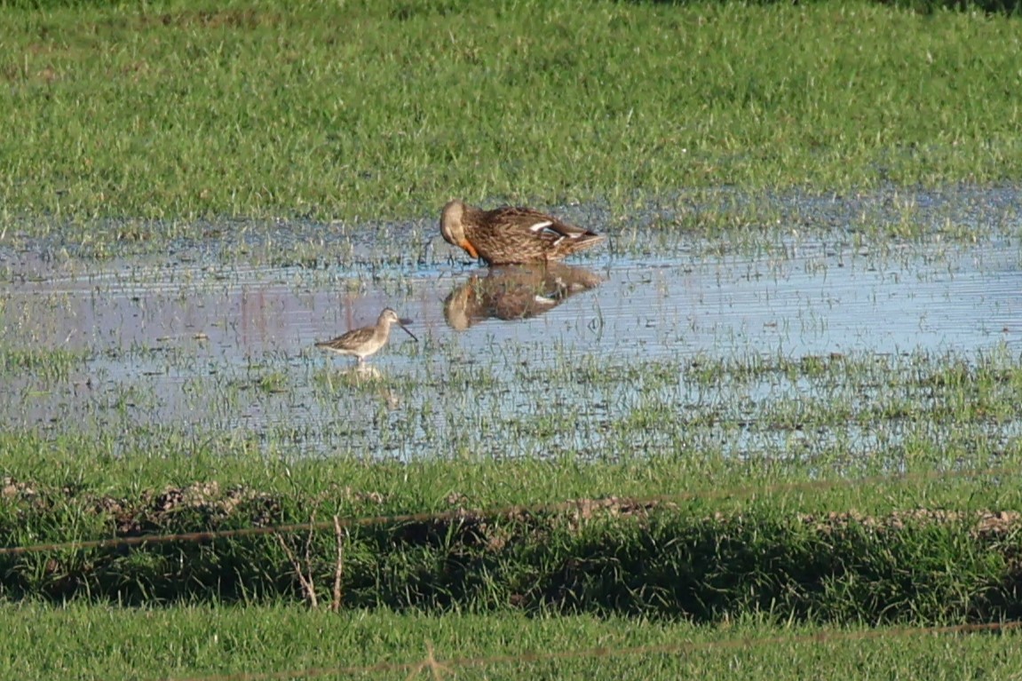 Long-billed Dowitcher - ML617699215