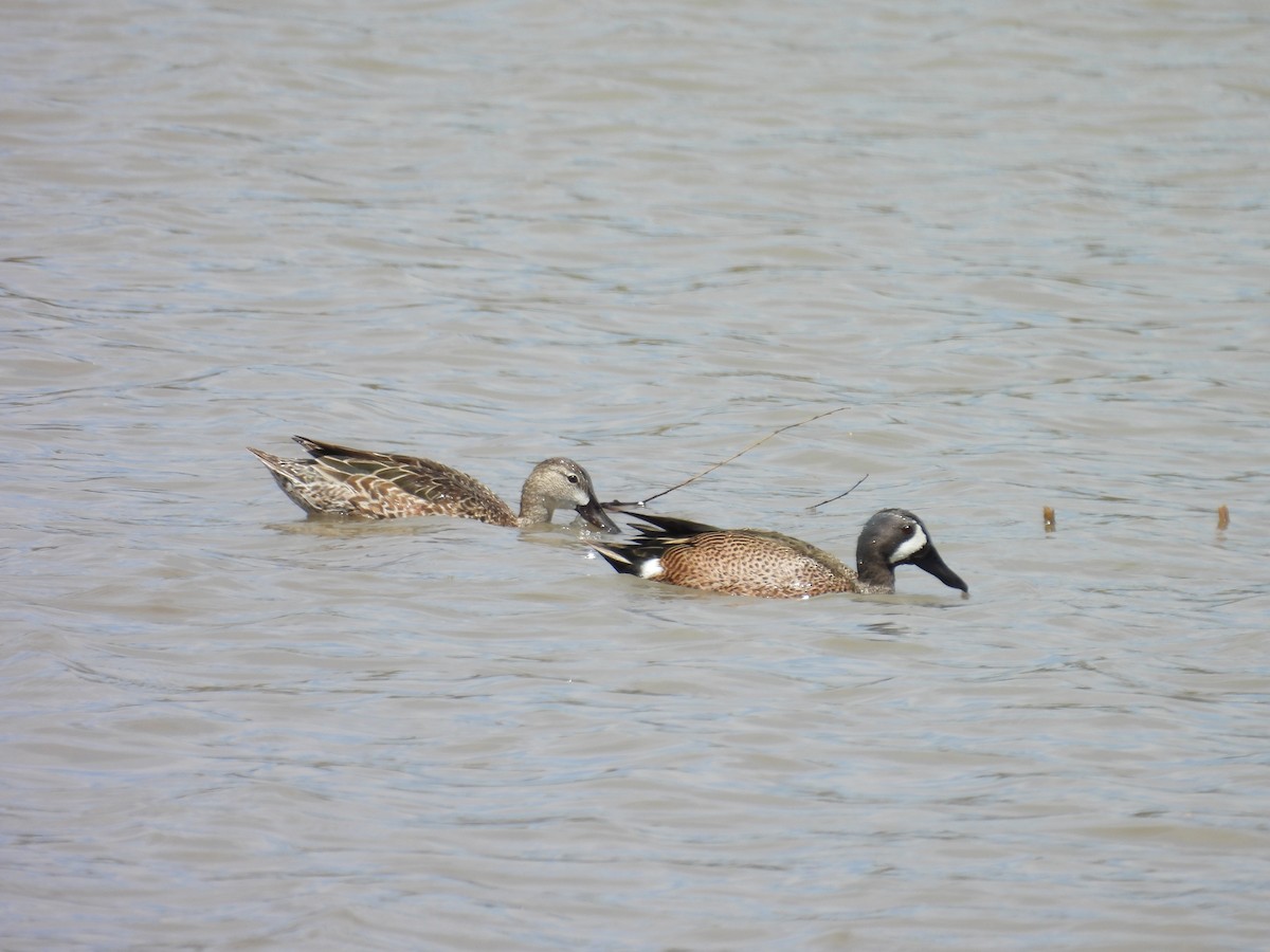Blue-winged Teal - ML617699277